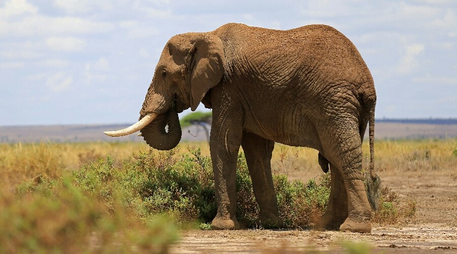 Professional hunter crushed to death by falling elephant