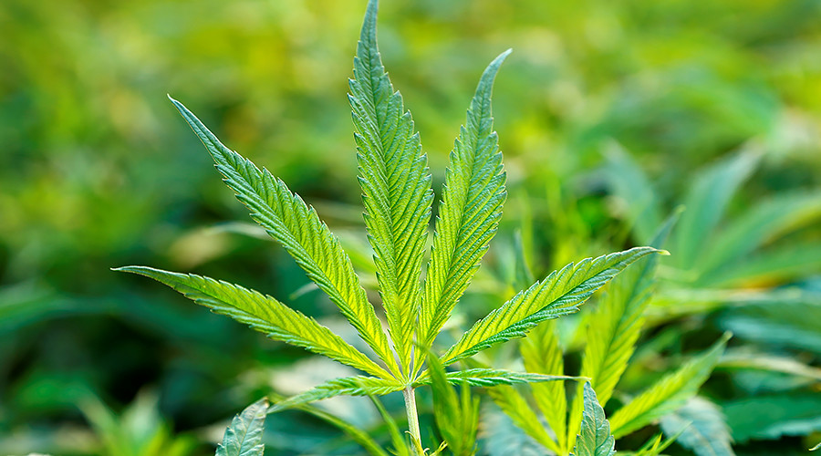 Cannabis extract dramatically cuts seizures in rare fatal form of child epilepsy – study