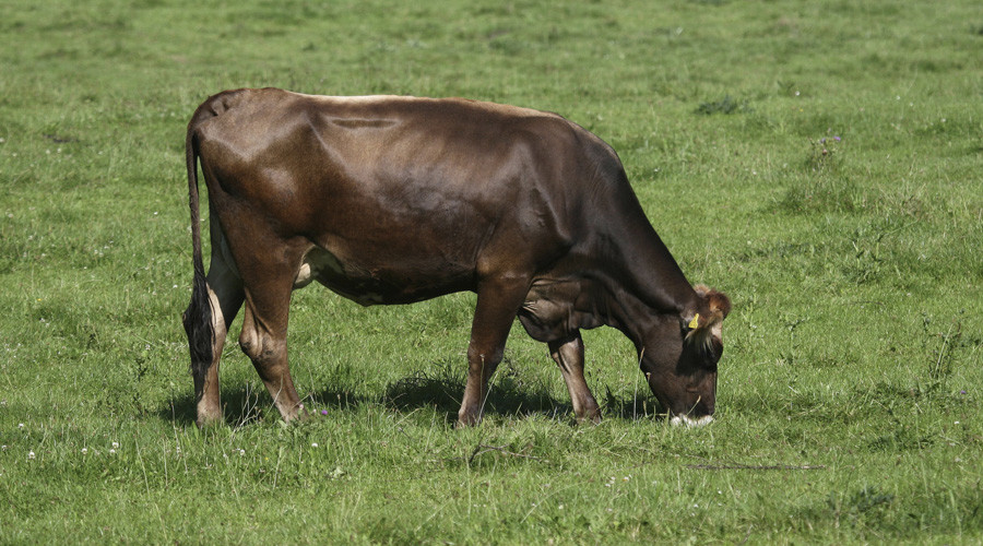 Catalans gather 178,000 signatures to save cow from slaughter due to lack of paperwork