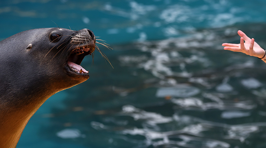 Girl attacked by sea lion in viral video at risk of rare ‘Seal finger’ infection