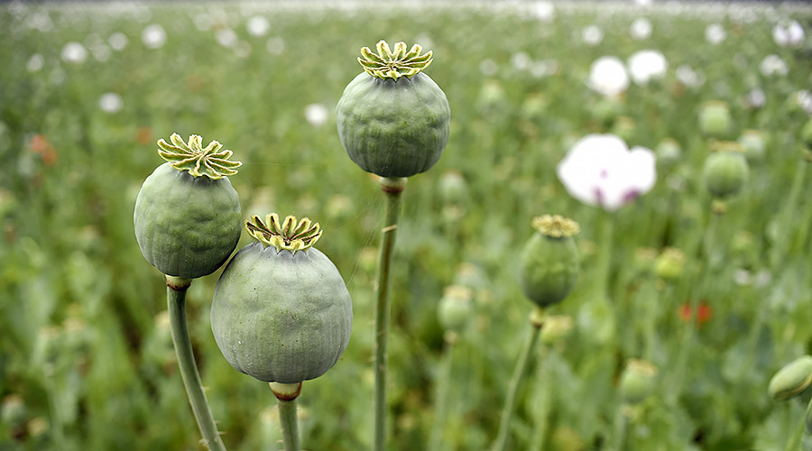 Police stumble on $500mn opium poppy field in North Carolina