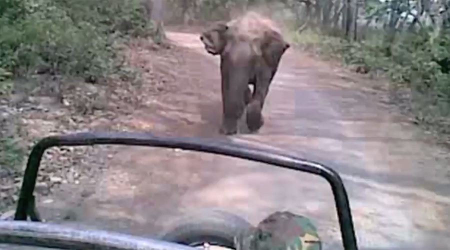 Rampaging elephant chases down tourists in Indian national park (VIDEO)