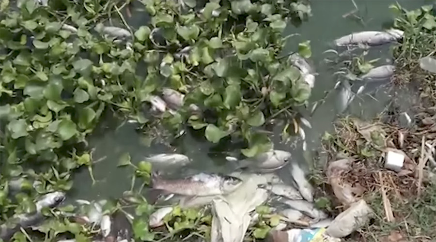 Mystery surrounds death of 30,000 fish at Indian lake (VIDEO)
