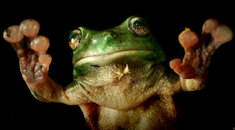 Rare frog’s ‘exposed heart’ makes scientists skip a beat (VIDEO)