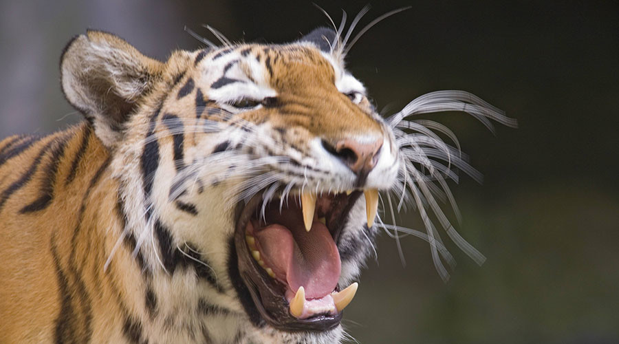 Death of zookeeper mauled by tiger will be investigated by police