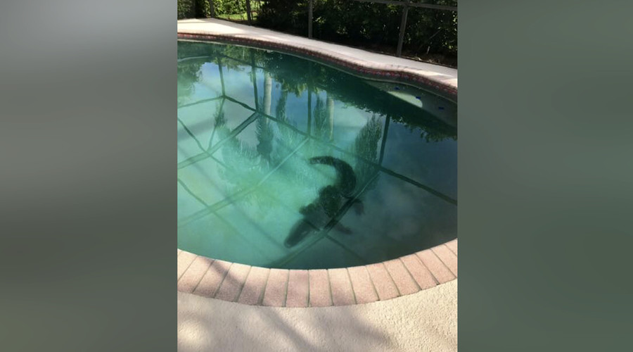 Resisting arrest: Thrashing alligator dragged from Florida swimming pool (VIDEO)