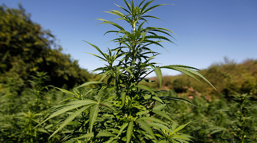 Let women use medical cannabis to ease period pain, says NY Democrat