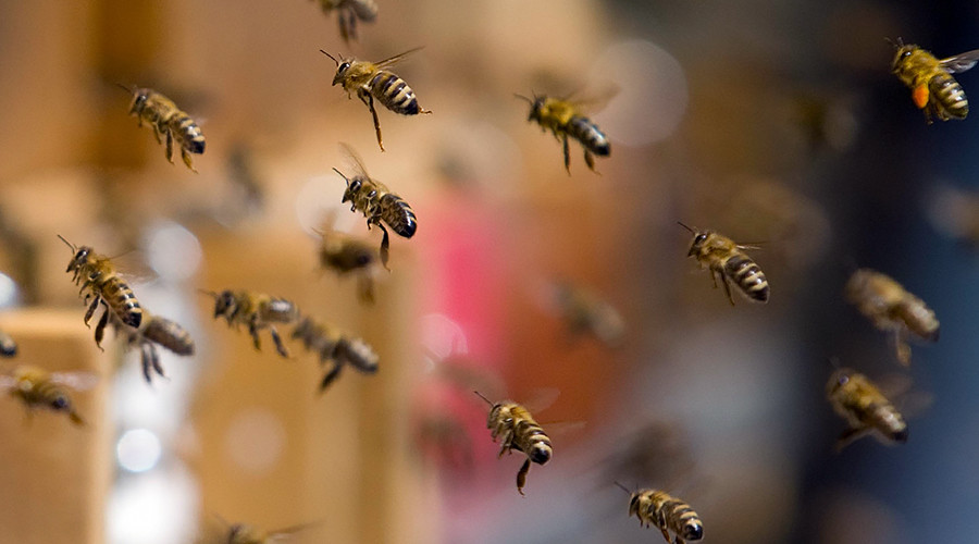 Swarm of bees shuts down New York midtown street