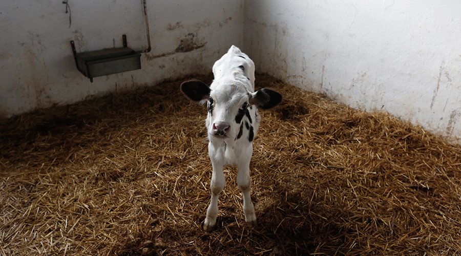 Cash cow: Cricket tournament winners awarded calves
