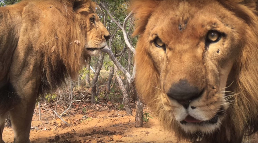 Lions rescued from circuses found mutilated in big cat sanctuary
