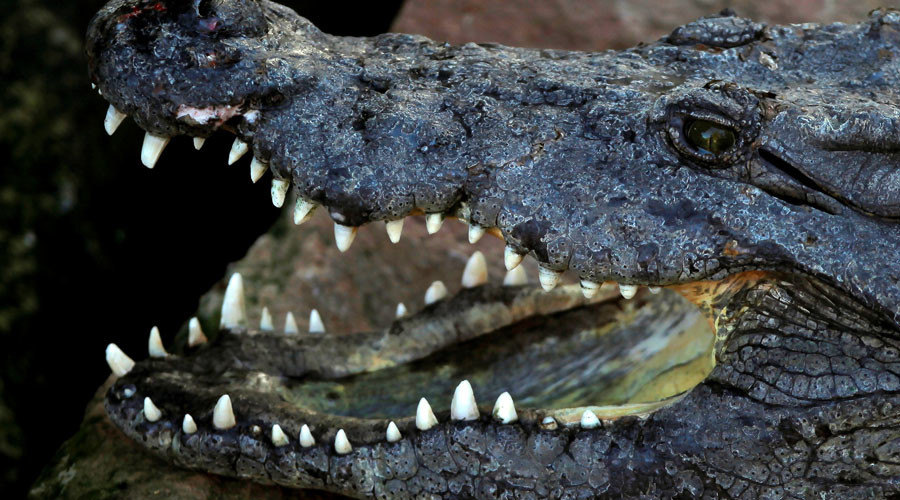 ‘Welcome to Florida, folks!’: Pilot hits alligator on Orlando runway (PHOTO)
