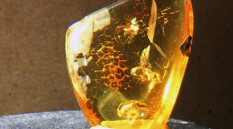 99 million yo toothed bird found near-perfectly preserved in amber (PHOTOS)