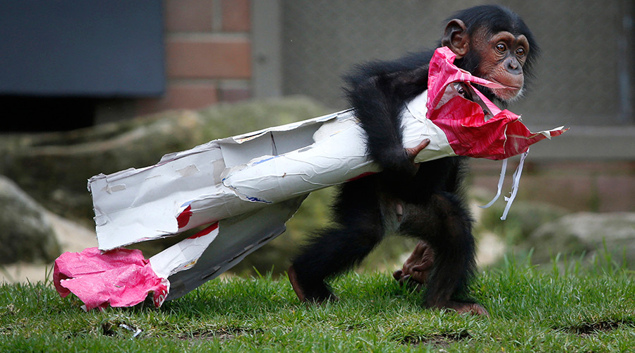 Monkey Trial: Chimpanzees aren't people, New York court says
