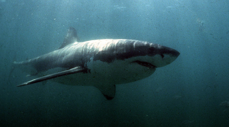 'Fin was half the size of his board’: Great White knocks man off bodyboard