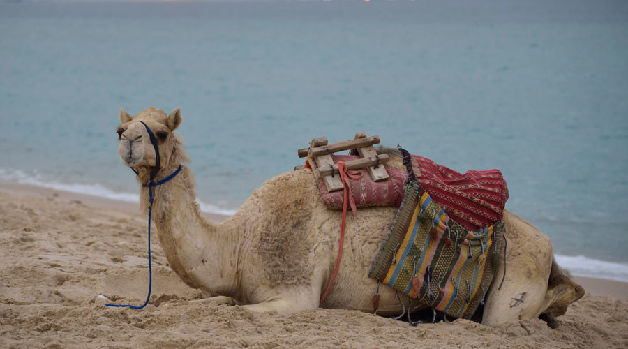 Qatar blockade causing ‘logistical headaches’ in Persian Gulf – IEA