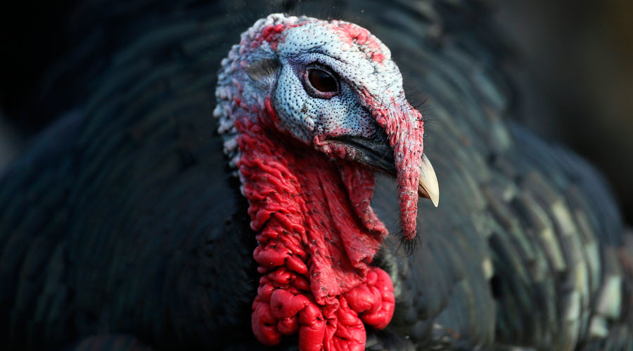 Beast most fowl: Ancient flying turkey was ‘as big as a kangaroo’