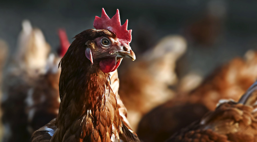 Anti-abortion pol decapitates chicken, cuts its heart out on camera