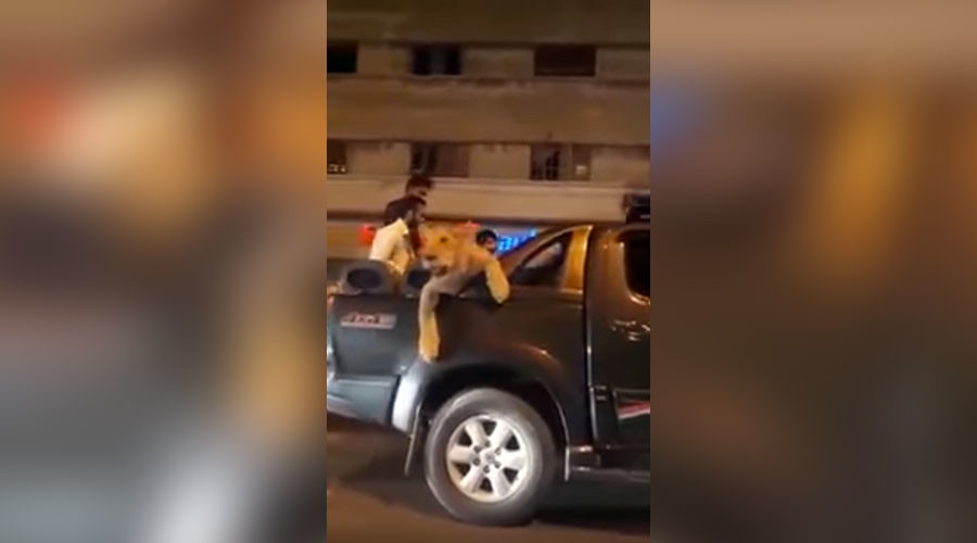 Man arrested for ‘parading’ pet lioness through Karachi streets (VIDEO)