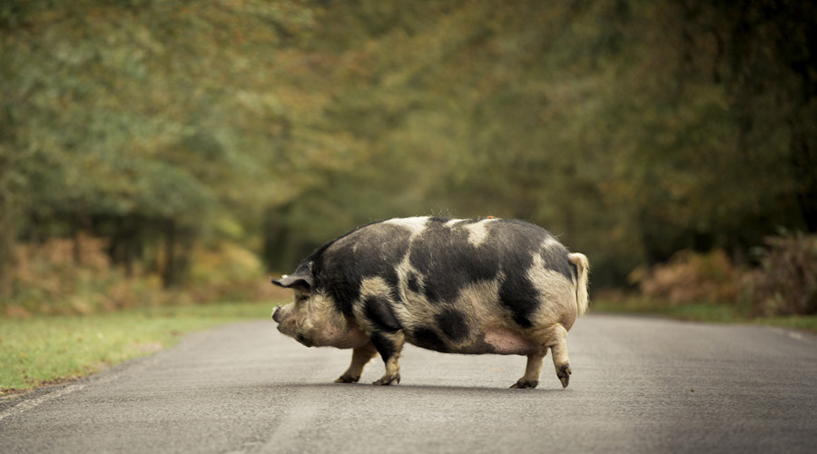 Escaped pigs bring traffic to a standstill on busy British motorway (PHOTOS, VIDEOS)