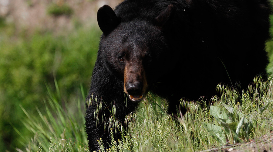 16yo texted mother moments before being mauled to death by black bear in Alaska