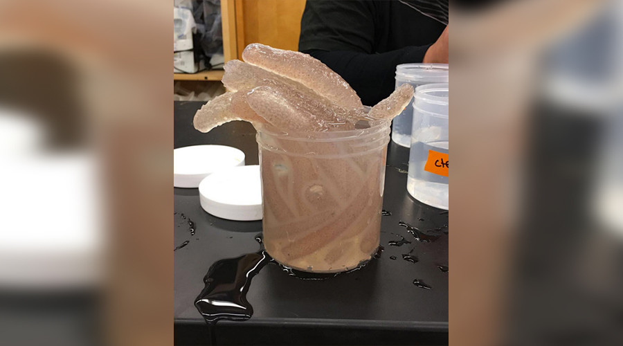 Bizarre asexual, glow-in-the-dark sea creatures invade Pacific (VIDEOS, PHOTOS)