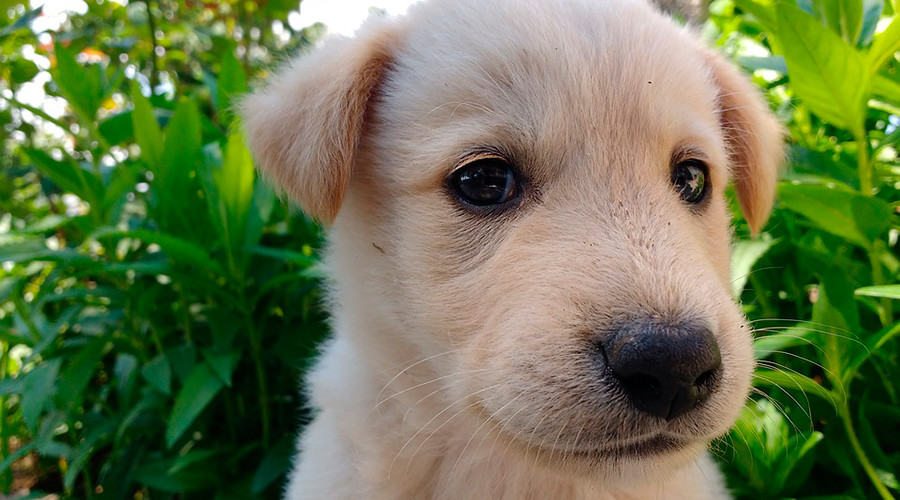 Bali tourists fed poisoned dog meat regularly new investigation reveals