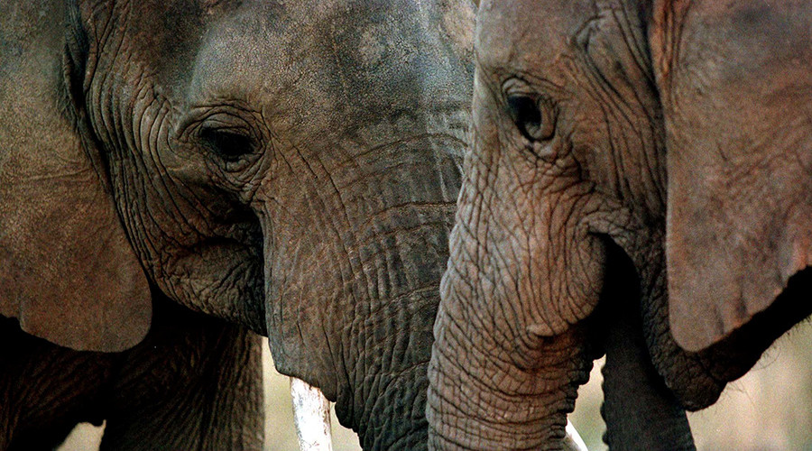 Heartwarming moment elephants team up to save drowning calf caught on camera (VIDEO)