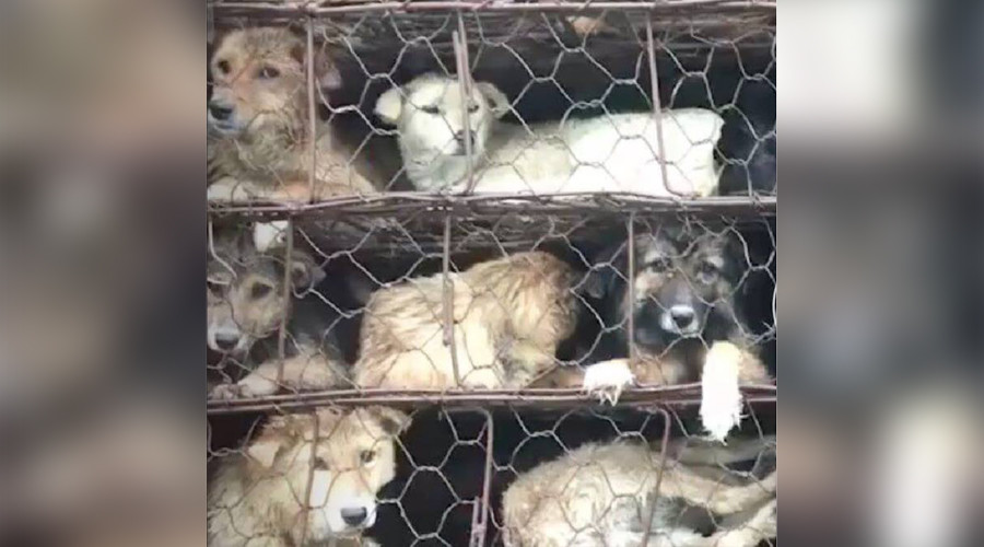 Activists clash with traders as Chinese Dog Meat Festival gets underway (VIDEOS)