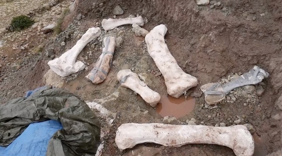 65ft tall, 125 million years old: Scientists unearth fossils of enormous dinosaur (VIDEO, PHOTOS)