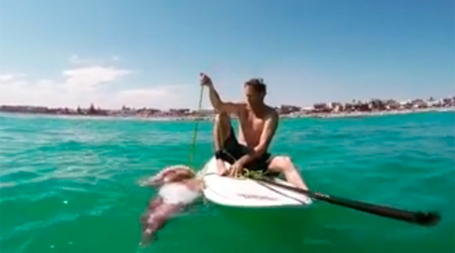 Giant squid wraps tentacles around paddleboard, knocks beachgoer into water (VIDEO)