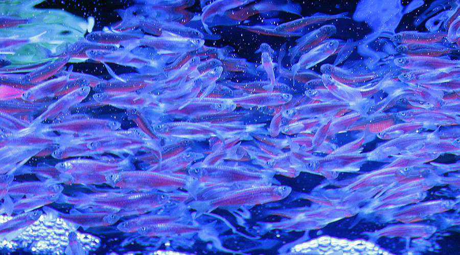 Zebrafish provide new insight into human back pain & cancer