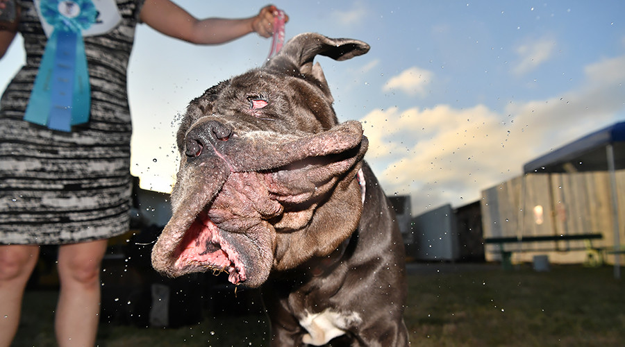 Droopy Mastiff crowned 2017 world’s ugliest dog (PHOTOS, VIDEO)