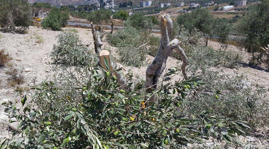 Israeli settlers suspected of destroying 45 olive trees in act of ‘revenge’ against Palestinians