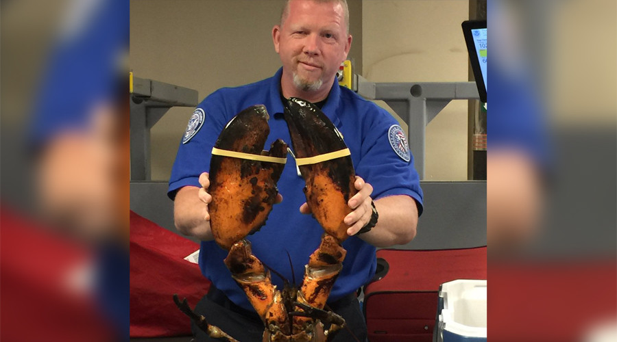 Packed lunch: Massive, live 20lb lobster discovered in luggage (PHOTO)
