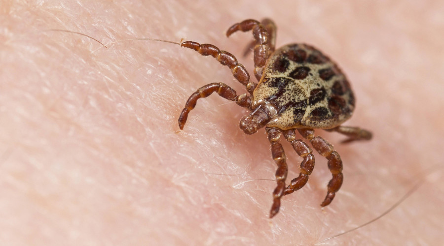 Bug saliva ticks all the right boxes in heart disease battle