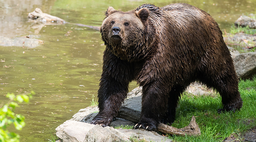Shotgun-toting 11yo boy blasts attacking bear to save family in Alaska