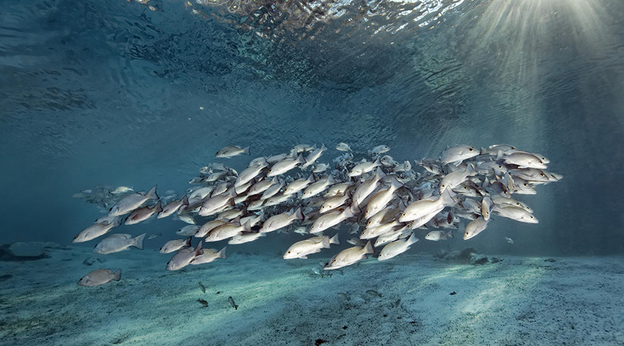 Feminized fish: Human contraceptives in water supply causing males to grow eggs