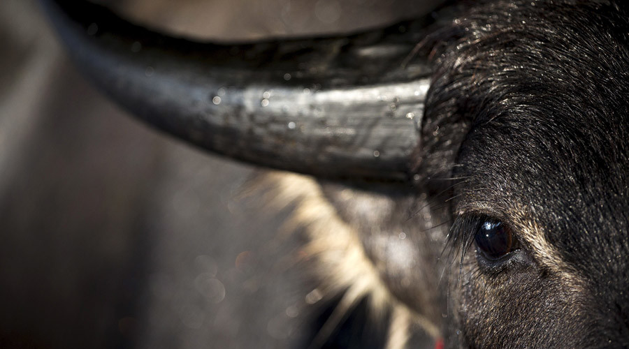 Vietnam buffalo fighting festival suspended after animal gores & kills owner (GRAPHIC VIDEO)