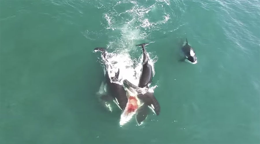 Carnivore orcas hunt down 12-meter whale in dramatic rare footage from Russia (VIDEO)