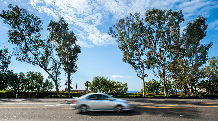 250,000 Americans, 500 groups reject genetically-modified eucalyptus trees