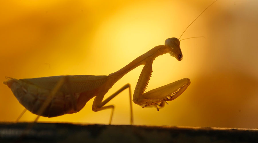 Praying mantises devour birds they killed & mate at the same time – study