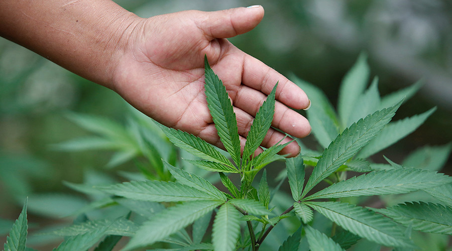 Lack of weed prompts ‘state of emergency’ in Nevada
