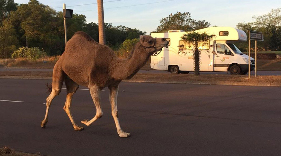 Runaway camel deserts circus, leads cops in low-speed pursuit (PHOTOS)