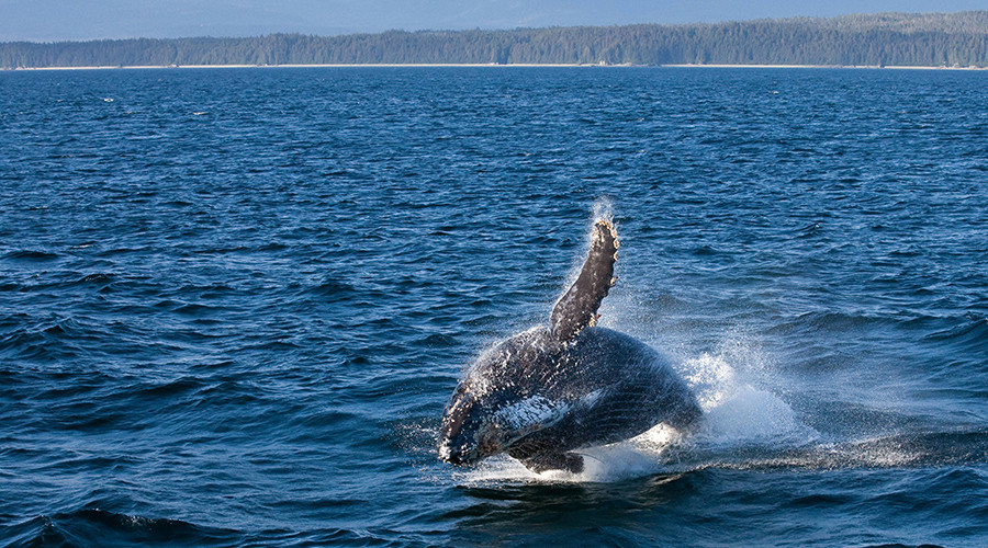 Endangered whale kills rescuer moments after he frees it from fishing net