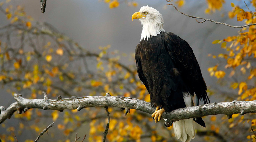 Man who shot & ran over bald eagle facing 1 year in prison