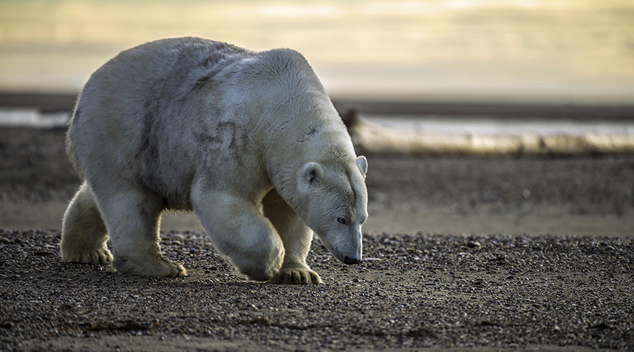 US approves Alaska offshore oil & gas drilling, enraging environmental groups