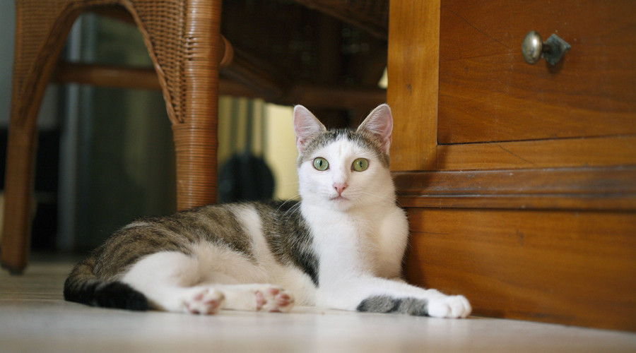 California cat killer sentenced to 16 years in prison for 21 feline deaths