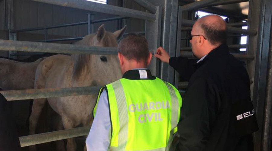 ‘Not suitable for consumption’: Spanish police rein in illegal horse meat traders