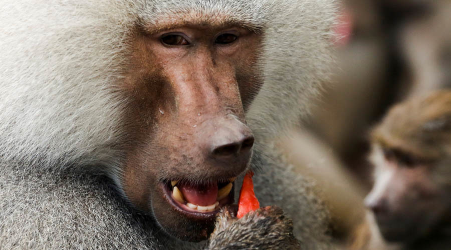 Baboon blackout: Problematic primate causes massive power cut in Zambian town