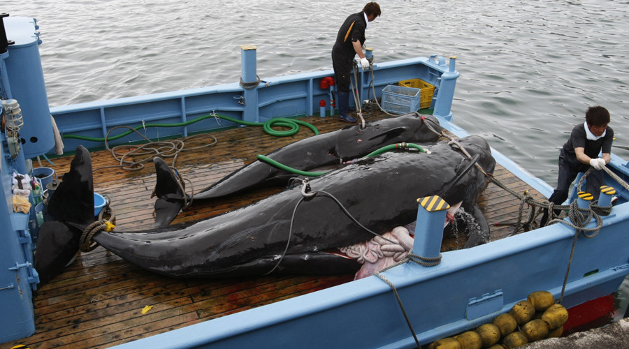 Japanese whalers defy moratorium, start ‘research hunt’ before going commercial